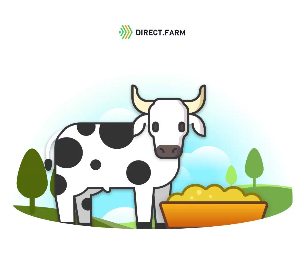 Откорм бычков молочных пород