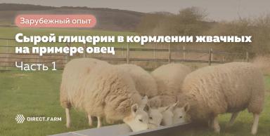 Сырой глицерин в кормлении жвачных на примере овец. Часть 1