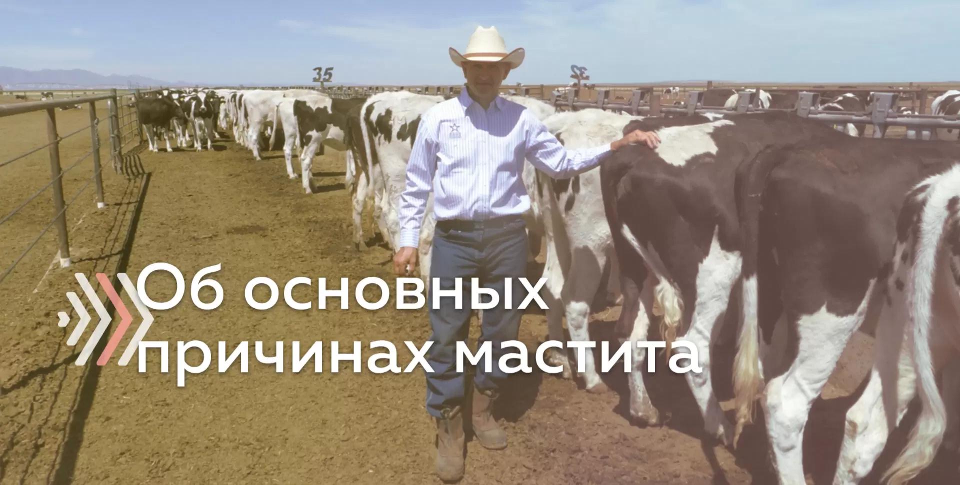 Еще раз о вакцинации КРС против мастита. В каком случае уместно?