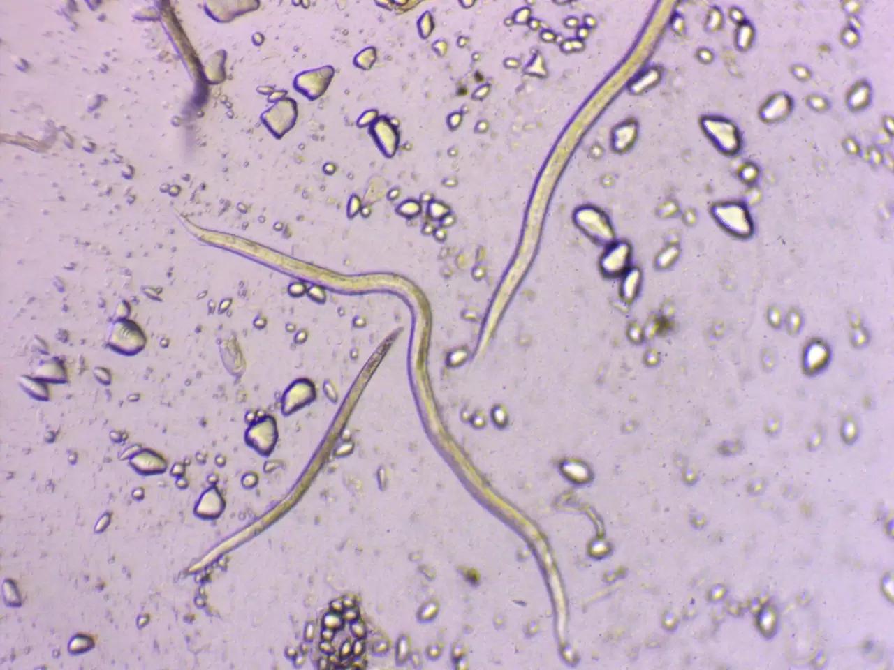 Стеблевая нематода и Луна® Транквилити