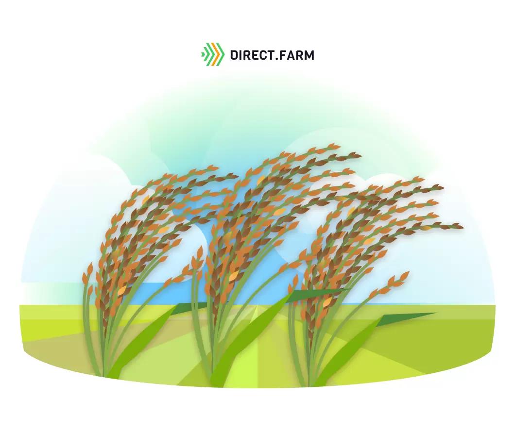 Что посеять после проса?