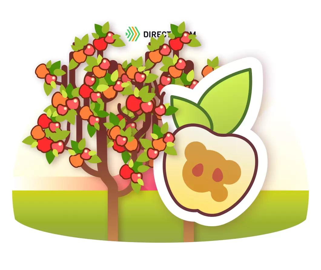 Побурение сердцевины плодов яблони – методы преодоления заболевания