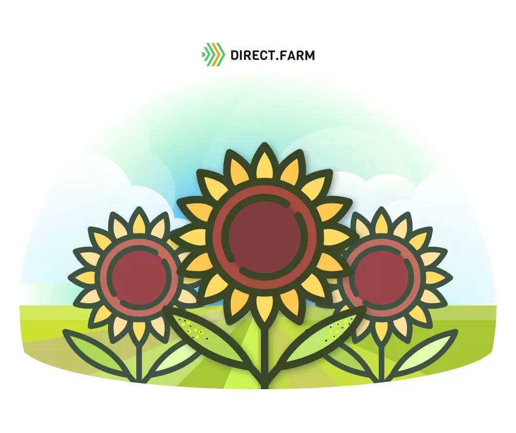 Альтернариоз на подсолнечнике