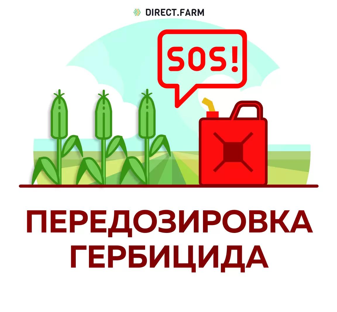 Передозировка гербицида - что делать?