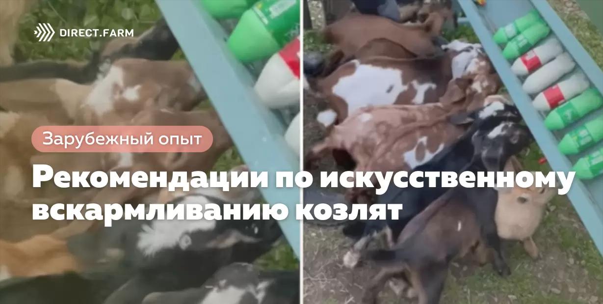 Рекомендации по искусственному вскармливанию козлят