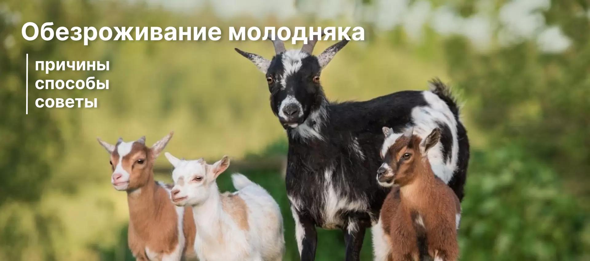 Обезроживание молодняка — причины, способы, советы