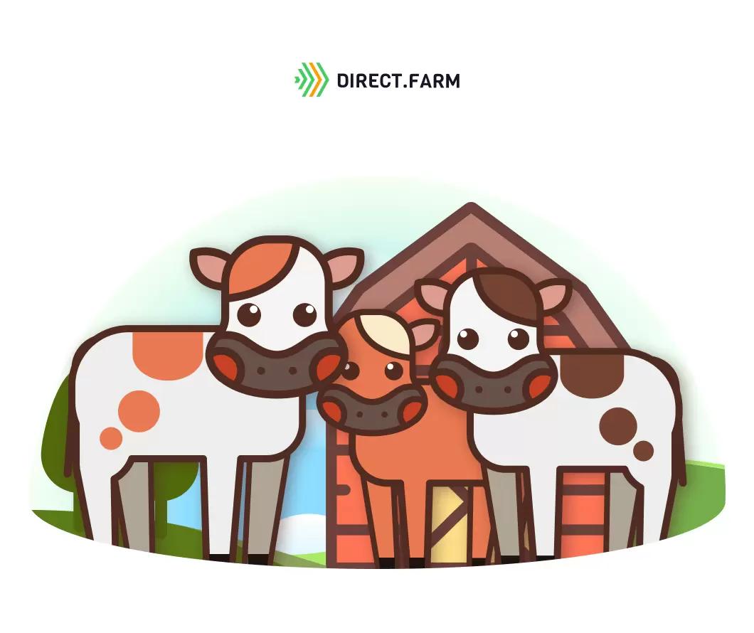 Стоит ли содержать телят группами?