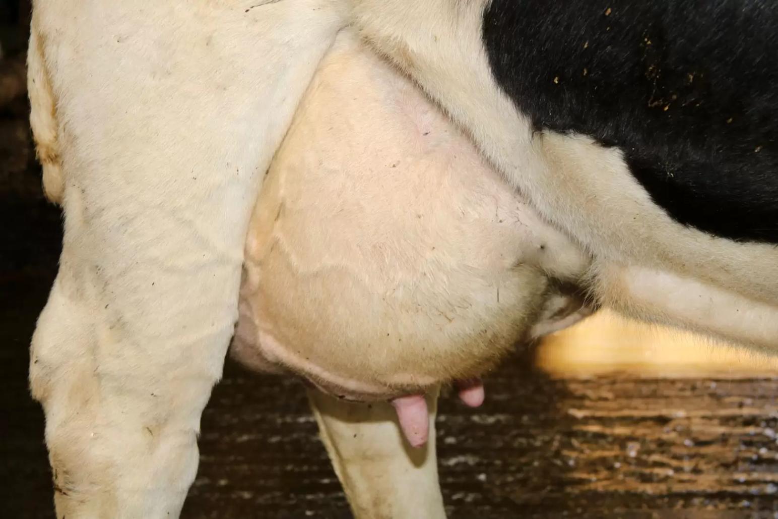 РАЗВИТИЕ МОЛОЧНОЙ ЖЕЛЕЗЫ (МАММОГЕНЕЗ) У С/Х ЖИВОТНЫХ