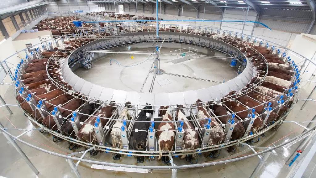 Доильные залы «Карусель» обзор, преимущества и недостатки