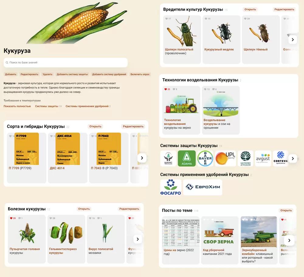 Кукуруза: сорта, болезни, вредители, технологии