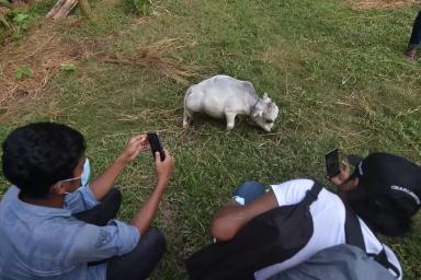 Карликовая корова из Бангладеш 