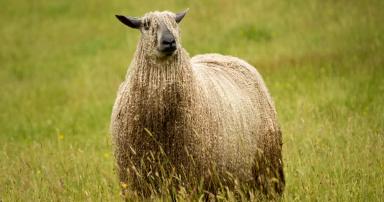 Венслидейл - порода овец