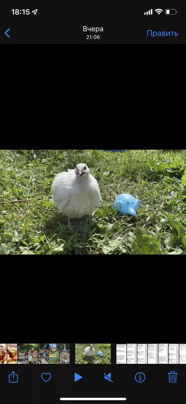 Почему стоит держать техасского перепела