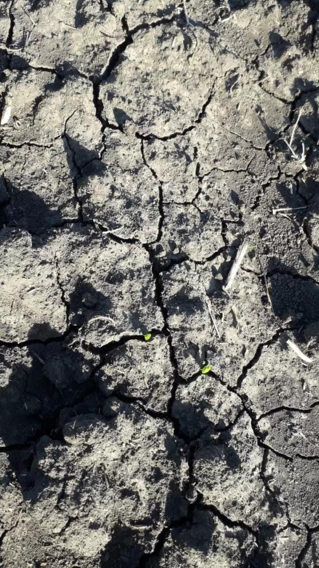 Агромониторинг