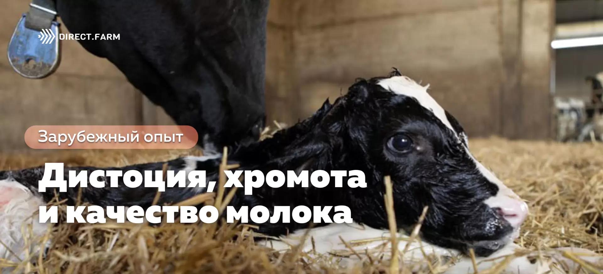 Осложнения при отеле влияют на развитие хромоты и состав молока