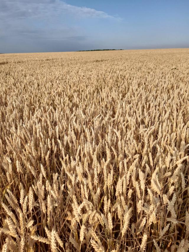 Отзывчивость сортов озимой пшеницы на различные дозы минеральных удобрений