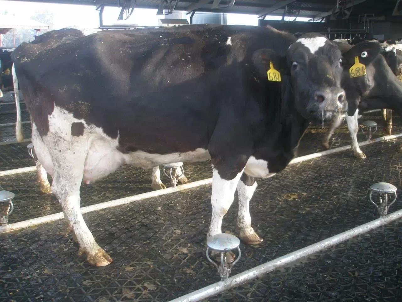 Лечение жировой дистрофии печени у молочных коров