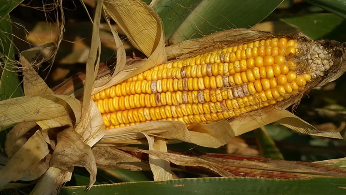 Рекордный уровень микротоксинов образовался в кукурузе из-за проблем с уборкой