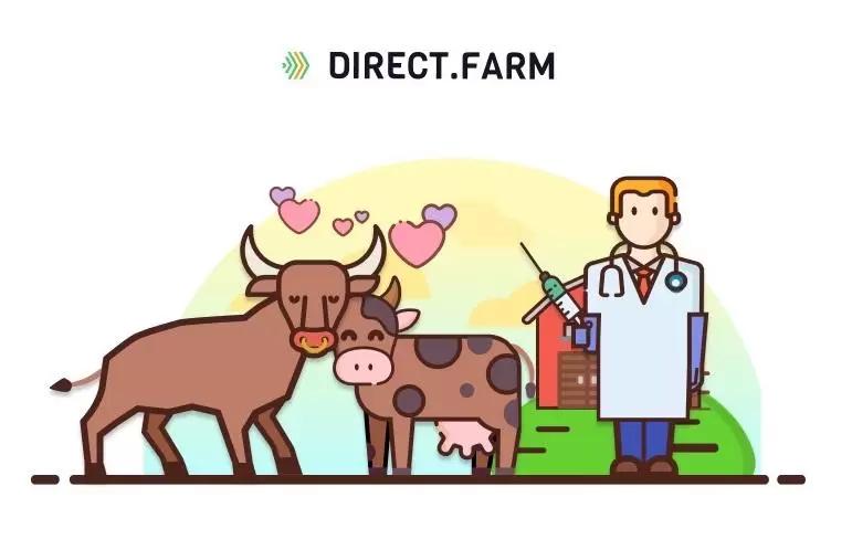 Как стимулируете половую охоту у коров?