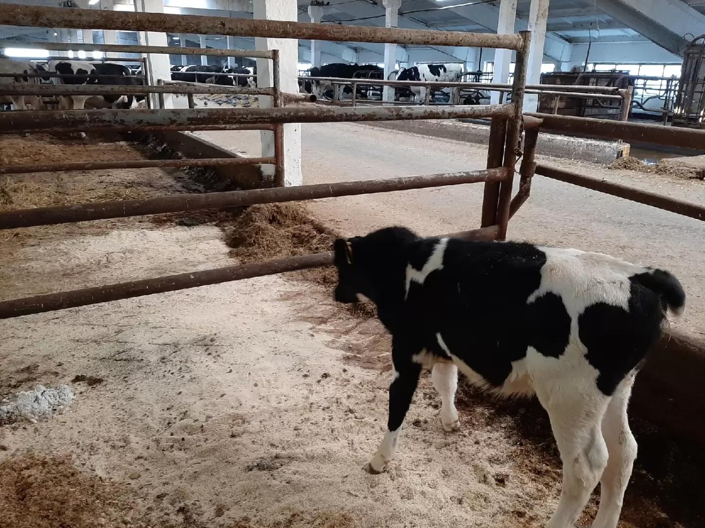 Вопросы из чатов: как вылечить телочку?