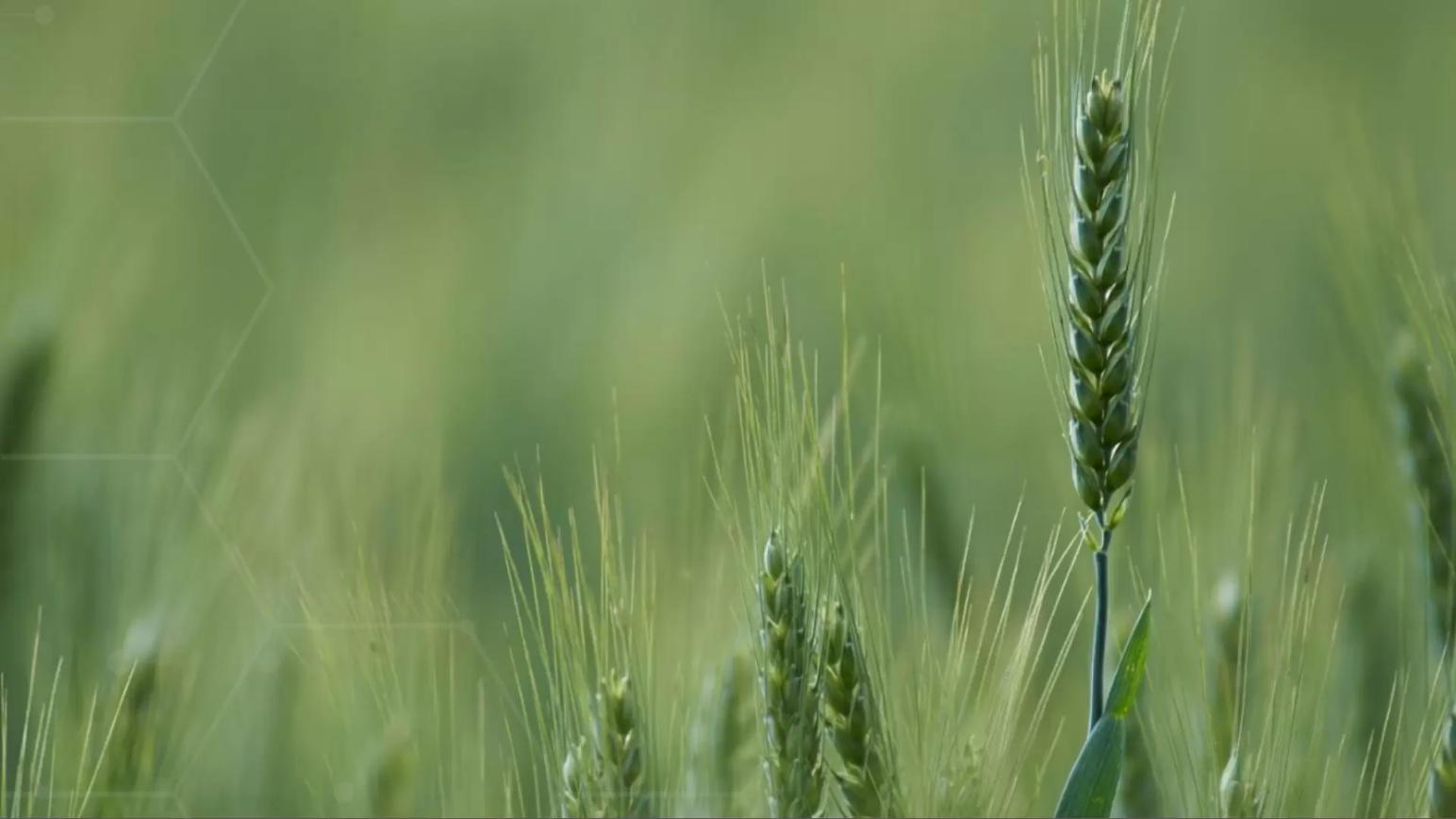 Почему ФОСФОР один из самых важных элементов питания растений?