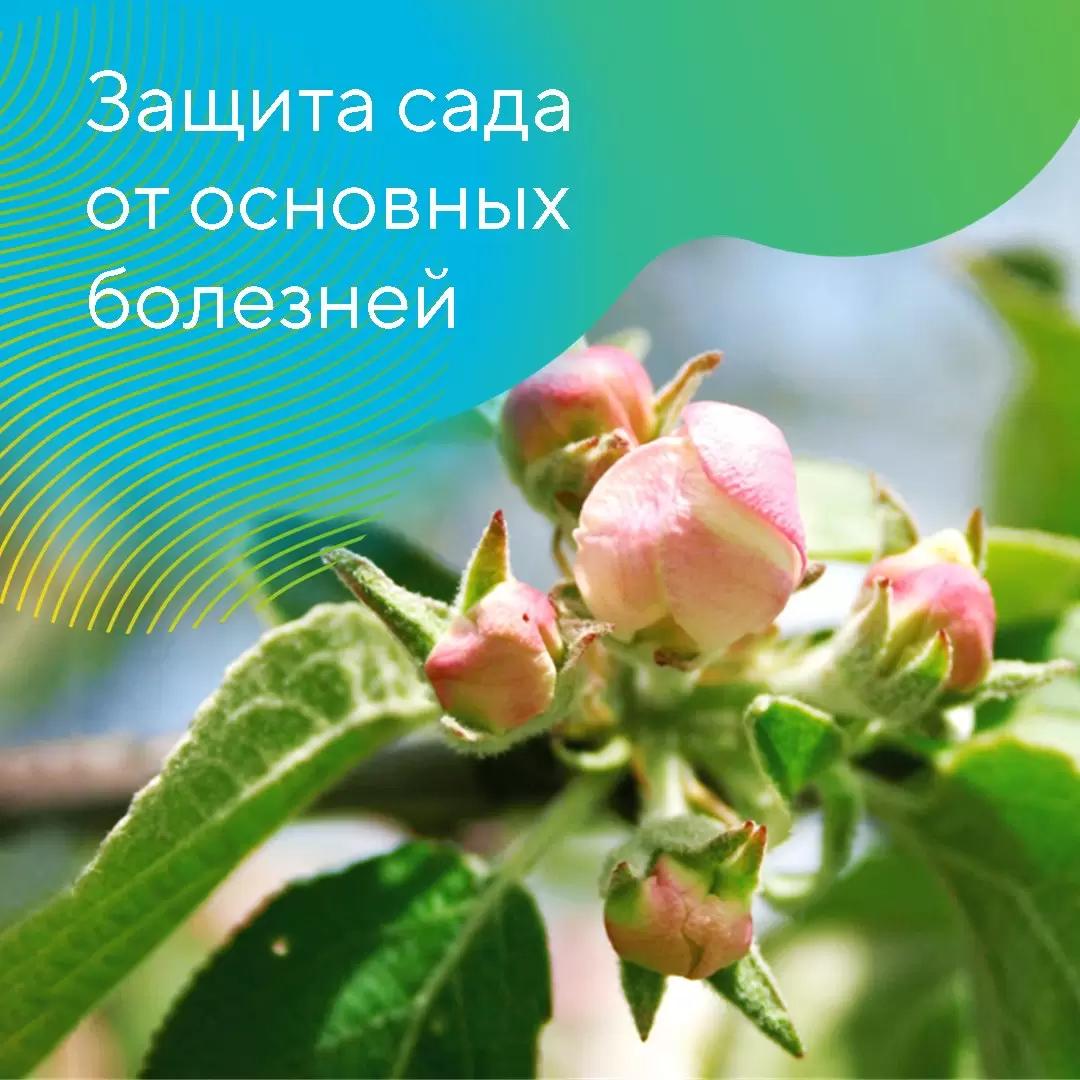 Рекомендации по защите садов на Северном Кавказе