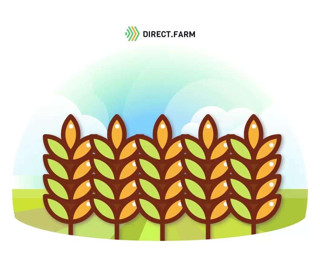 Какие сорта лучше: отечественные или зарубежные?