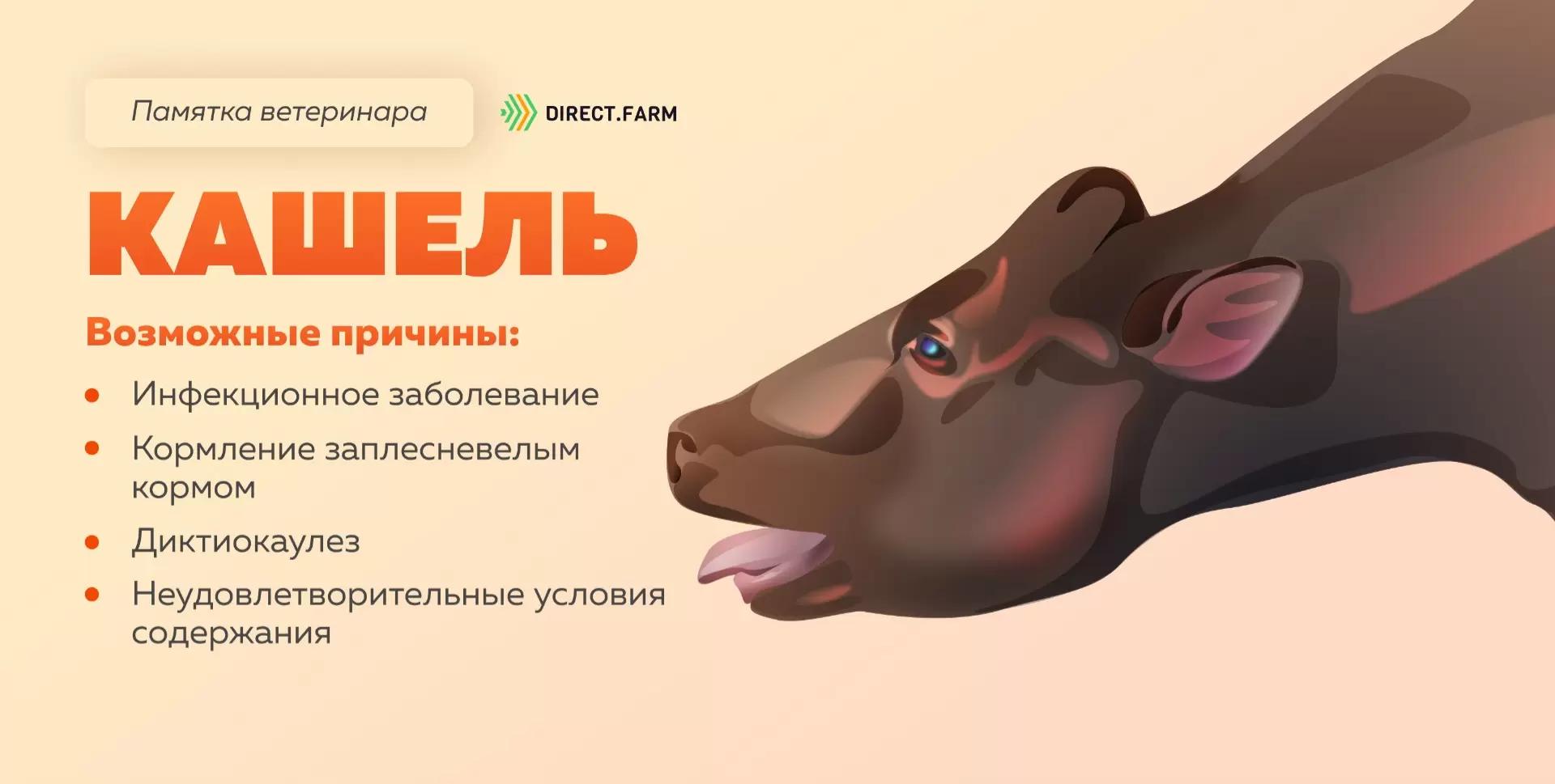 Памятка ветеринара: кашель у коров