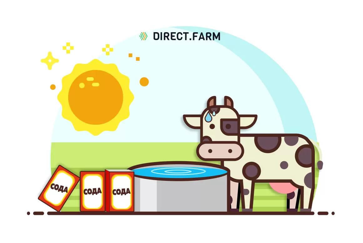 Как сода снижает воздействие жары на коров?