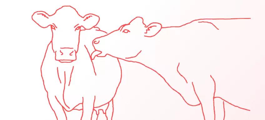 Социальная иерархия коров