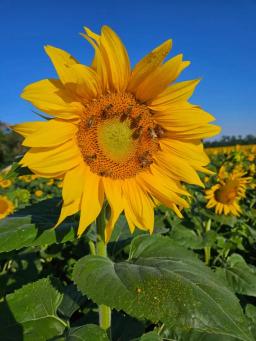 Валентина гибрид подсолнечника