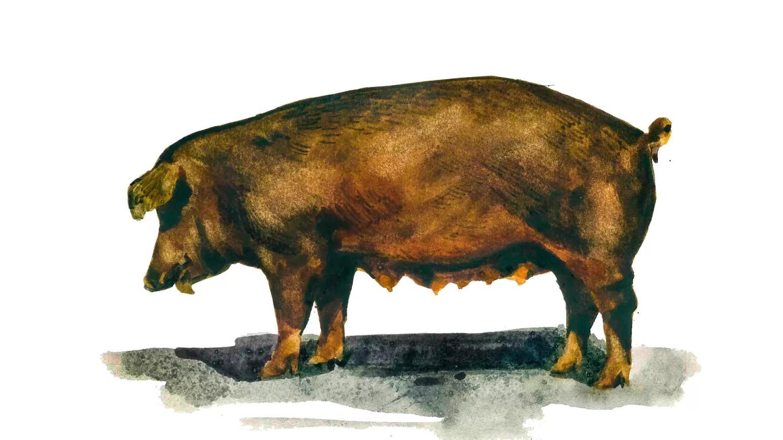 Дюрок – порода свиней