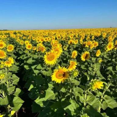 Семена подсолнечника Любо стайл КЛ, среднеранний гибрид (F1)