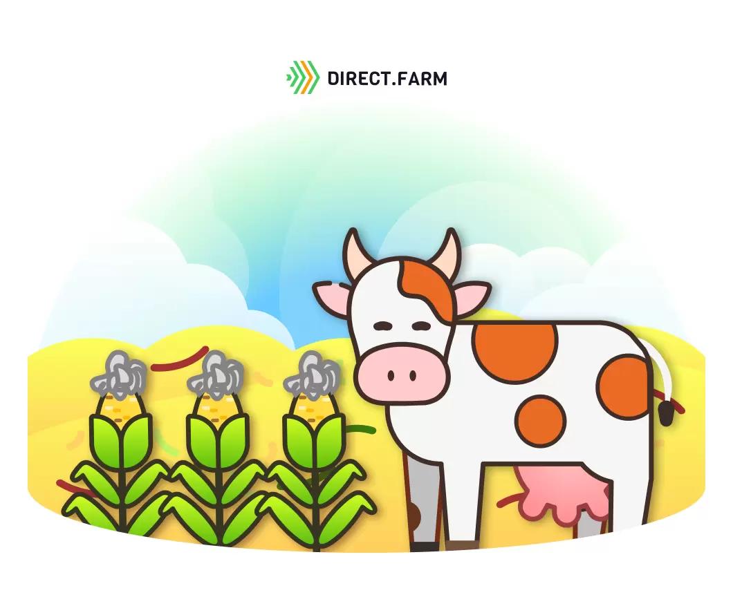 Можно ли скармливать силос из кукурузы, пораженной пузырчатой головней?