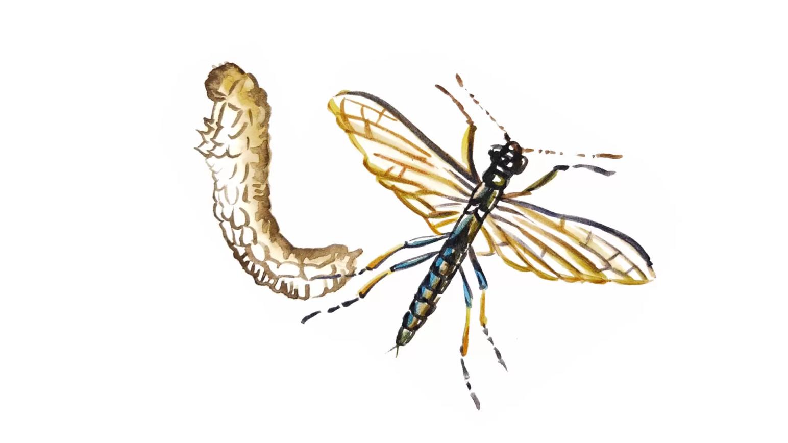 Чёрный стеблевой пилильщик