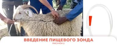 Лечение тимпании рубца у овец и коз