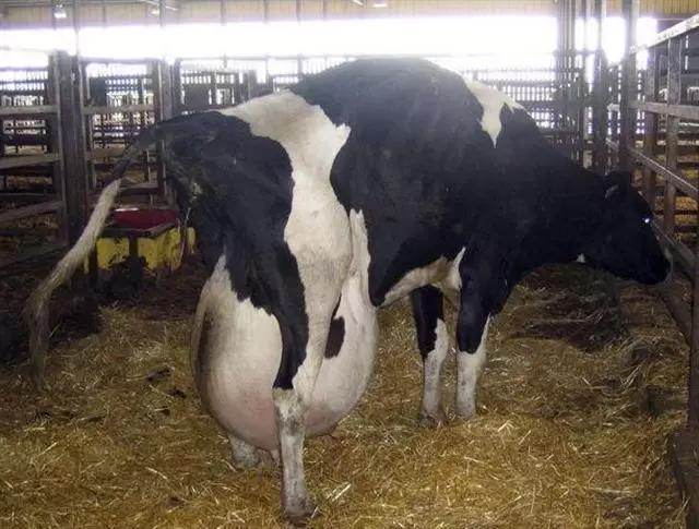 Гипертермия у новотельных коров 