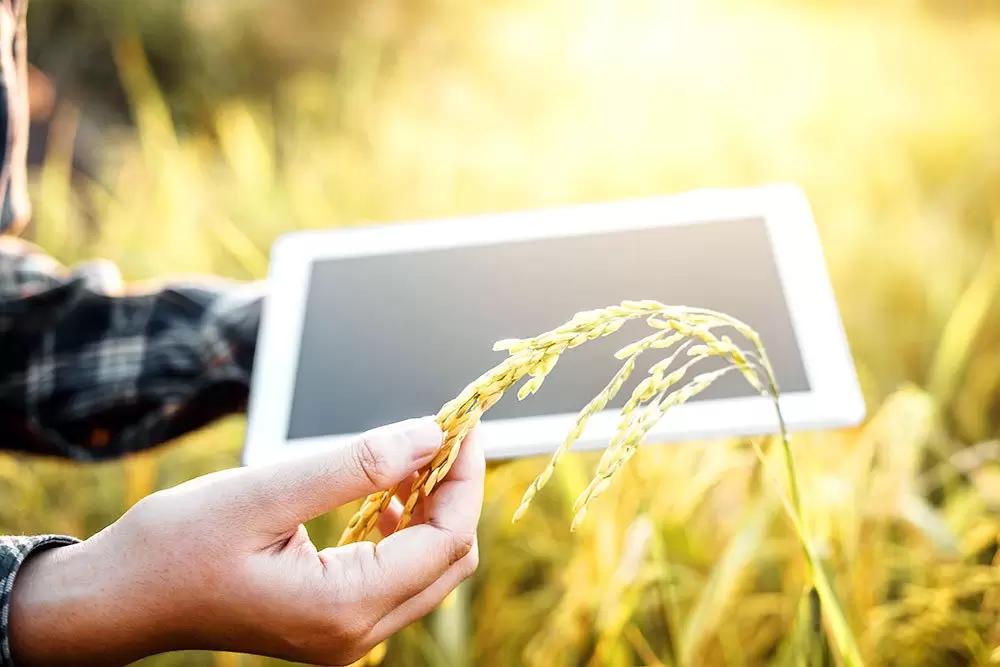 «Доставка Морем» и «Агро.Клуб» сделают торговлю зерновыми эффективнее