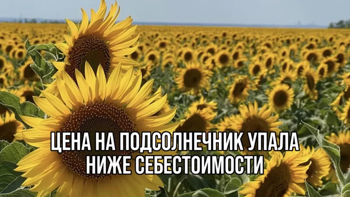 ⚡ ЦЕНА НА ПОДСОЛНЕЧНИК УПАЛА НИЖЕ СЕБЕСТОИМОСТИ