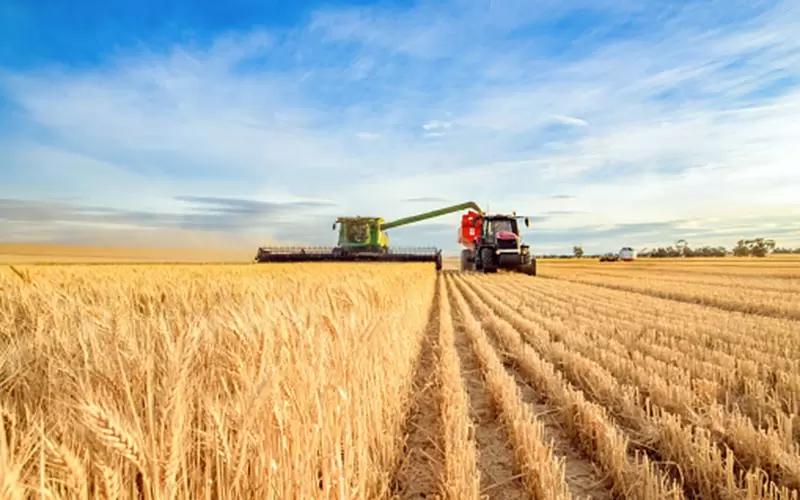 Гидрометцентр: Погода благоприятна для получения высокого урожая зерна в России