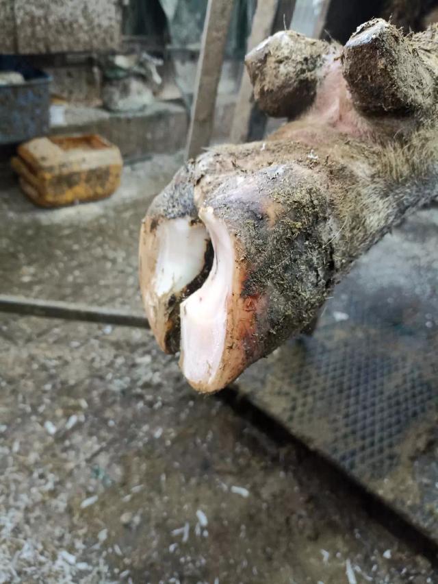 Протоколы лечения пододерматита и болезни белой линии