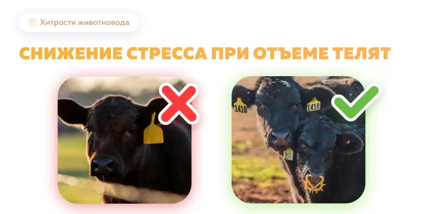 Способы снижения стресса при отъеме мясных телят
