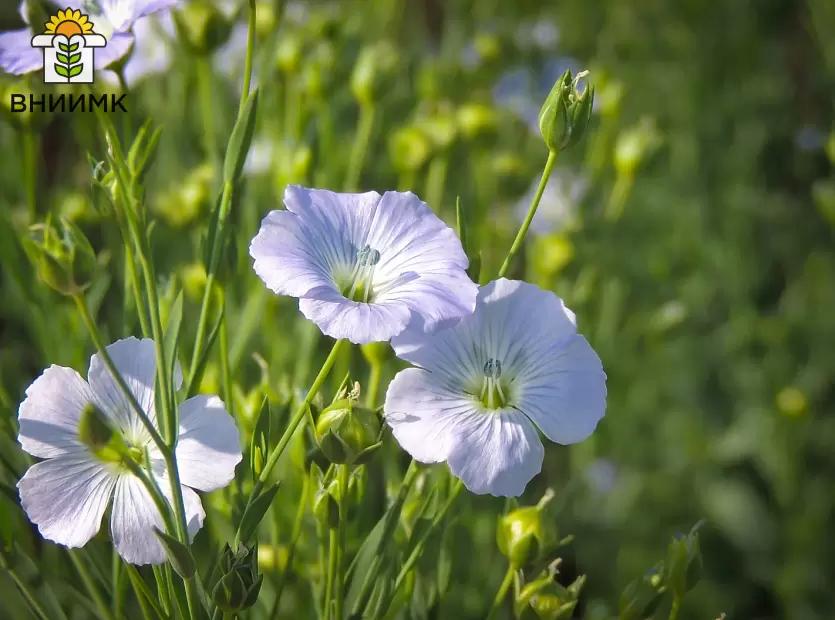 Масличный лен Ы 220 – сорт двойного назначения