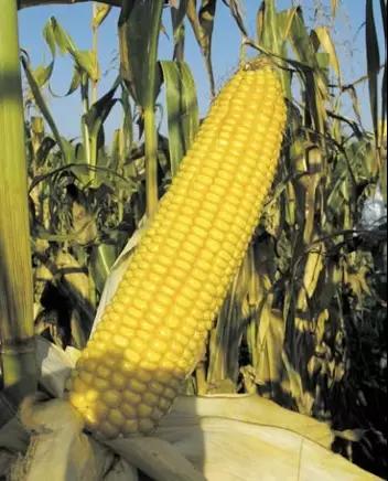 РОСС 199 МВ гибрид кукурузы