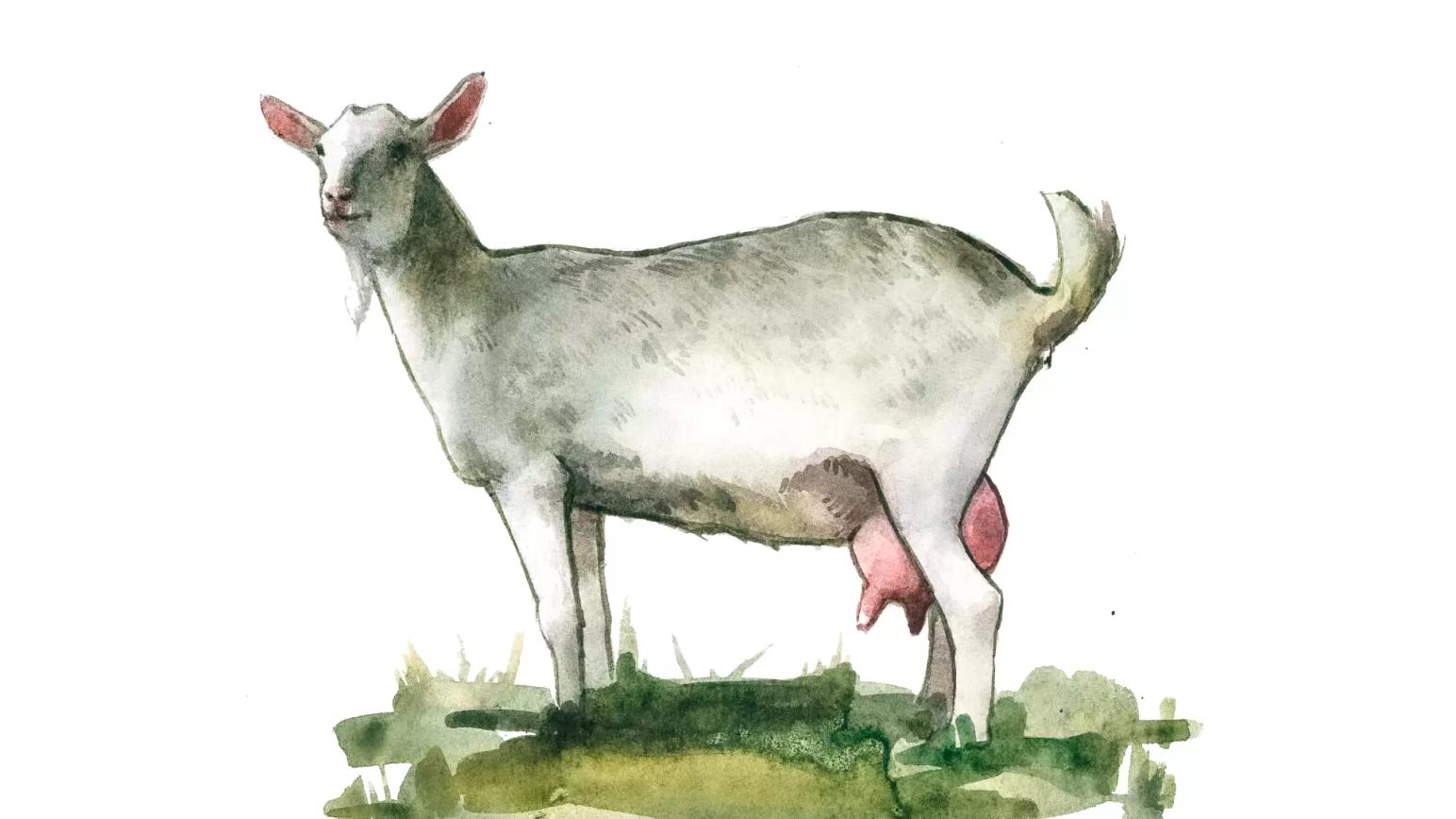 Ку-лихорадка