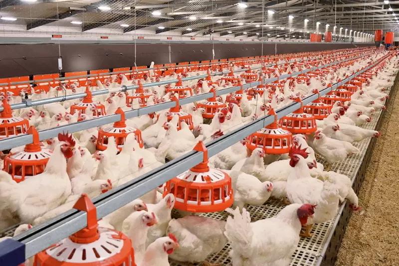 Мультикислотная добавка в кормлении бройлеров