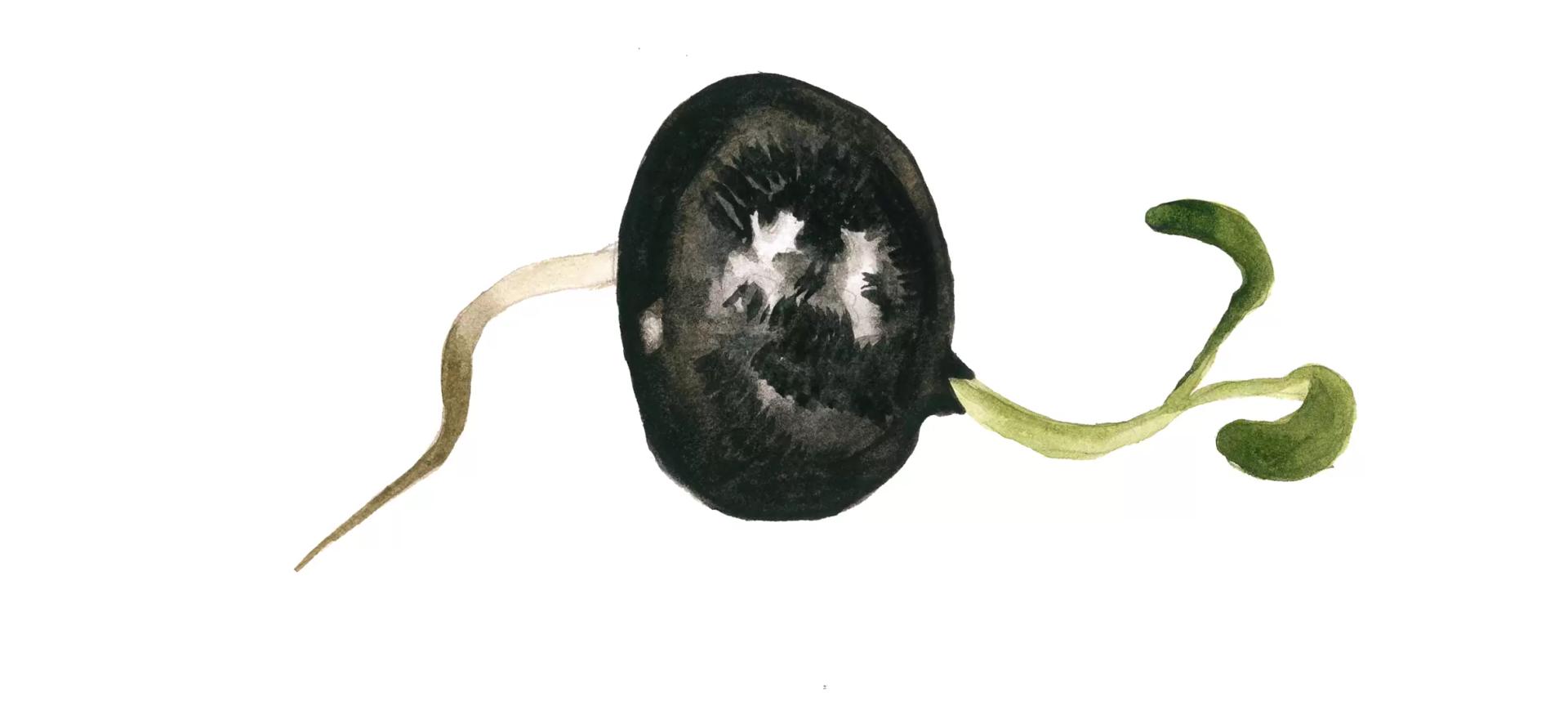 Фузариоз люцерны