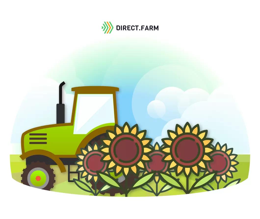 Кондитерский подсолнечник – востребованность и особенности выращивания