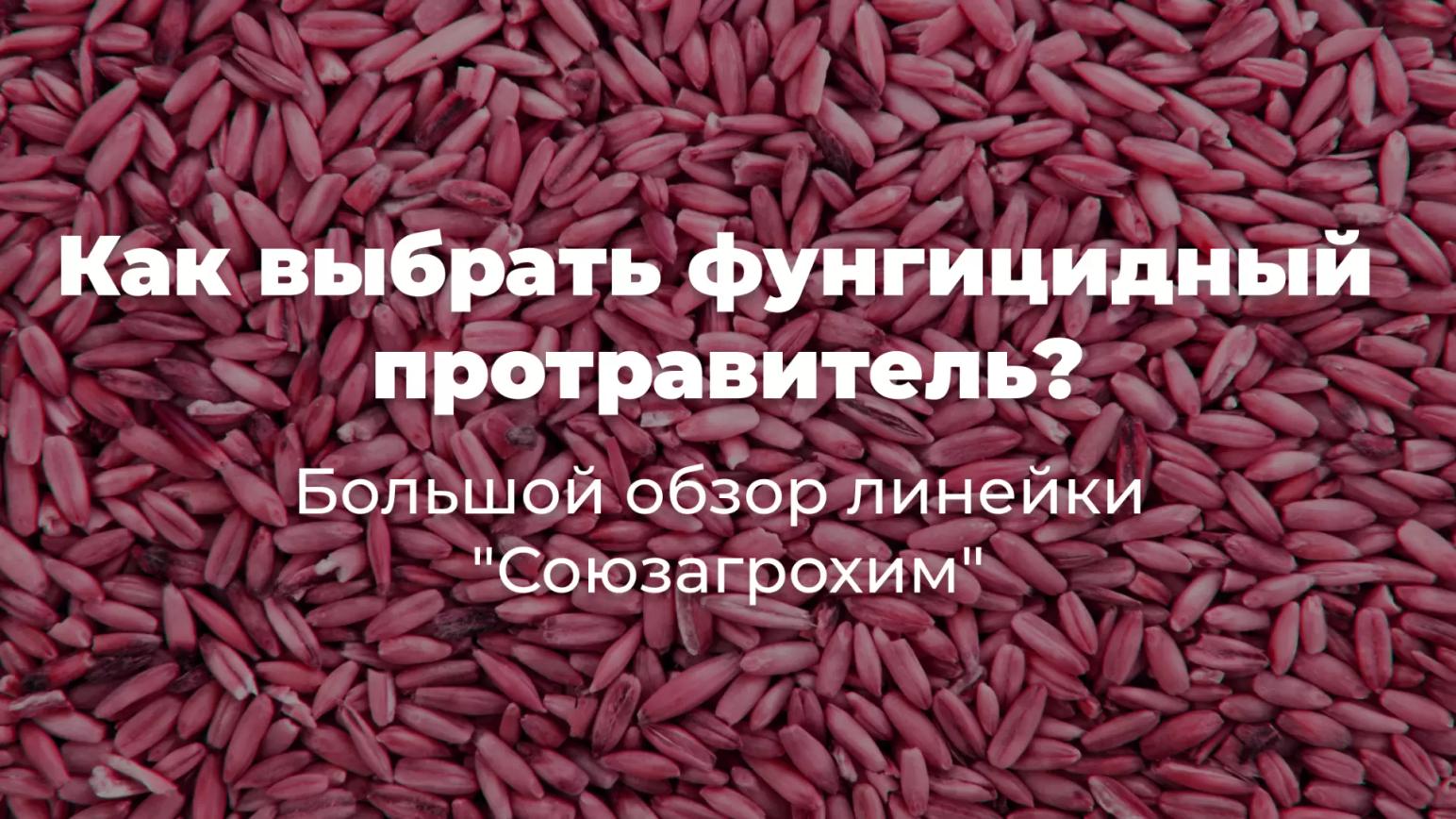 Выбор фунгицидных протравителей: от базовой защиты до интенсивных технологий
