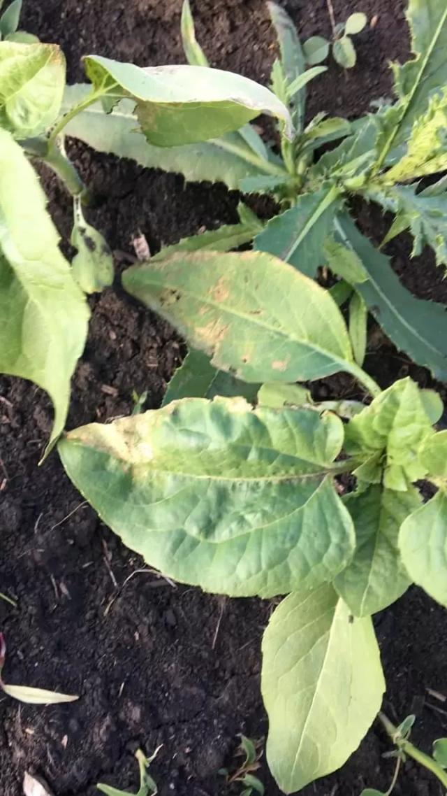 Что с подсолнечником?